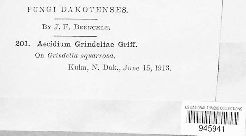 Aecidium grindeliae image